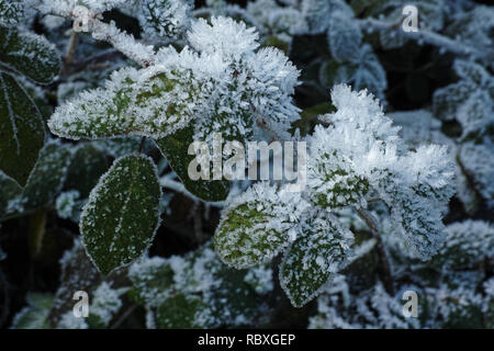 blackberry bush in winter, detail of leaves covered with ice crystals Stock Photo