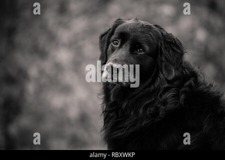 Black and white portrait of dog with bokeh background Stock Photo - Alamy
