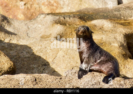 Young Sealion Pup on a rock, wet from a swim on remote island Stock Photo