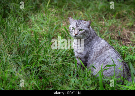 young american shorthair cat sitting on the green grass and concentrate looking up for something in the garden in the morning. animal and pet lifestyl Stock Photo