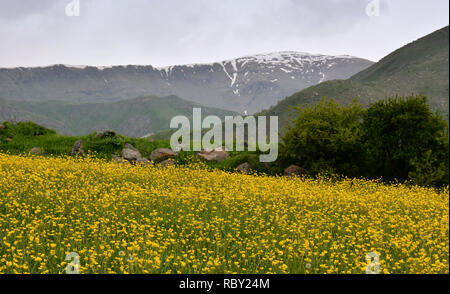 Yellow flowers on green meadow in summer landscape. Summer landscape with textured sky, overgrown with yellow flowers. Rainy clouds. Beautiful country Stock Photo