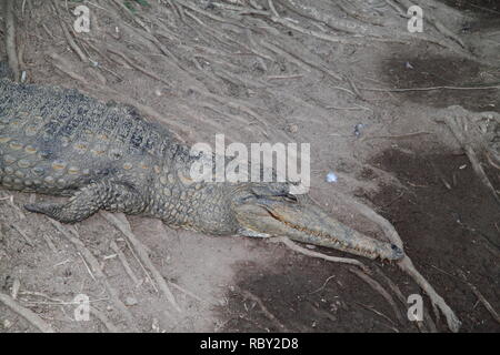 Australian Freshwater Crocodile (Crocodylus Johnstoni) Basking alongside Riverbank Stock Photo