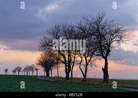 Series of tree silhouettes without leaves with different shapes on a deep dirt road in front of a striking cloud formation with setting sun, red and o Stock Photo