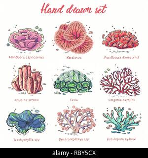 Hand drawn corals set Stock Vector