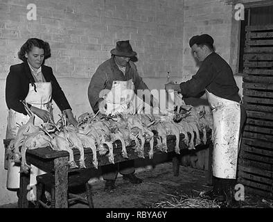 Advertising feature for J E Lloyd and Son produce merchants (5204674302). Stock Photo