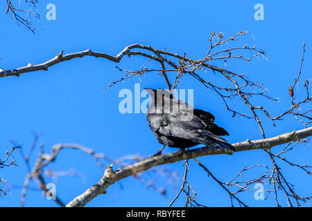 Sunlit Northwestern Crow perched high on a tree branch with blue sky background Stock Photo