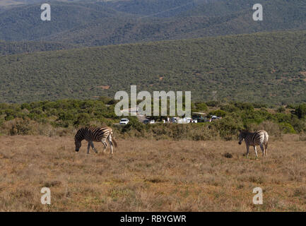 Zebra in the field with cars parked in the background at Domkrag Dam lookout point, Addo Elephant National Park, South Africa Stock Photo