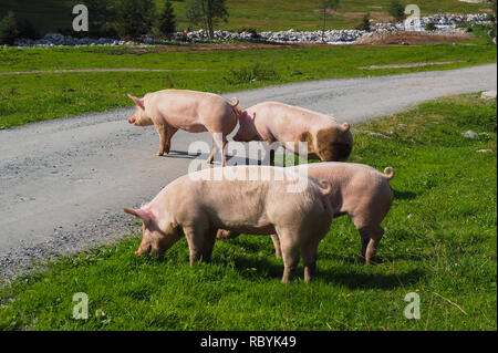 Pigs on pasture Stock Photo