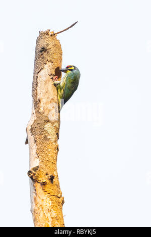 Coppersmith Barbet chiseling out a hole to build its nest. Stock Photo