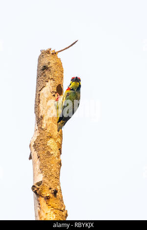 Coppersmith Barbet chiseling out a hole to build its nest. Stock Photo