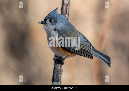 Tufted Titmouse (Baeolophus bicolor) perched on a tree branch in the winter. Stock Photo