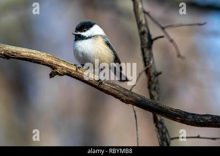 Black-capped Chickadee (Poecile atricapillus) perched on a tree branch in the winter. Stock Photo