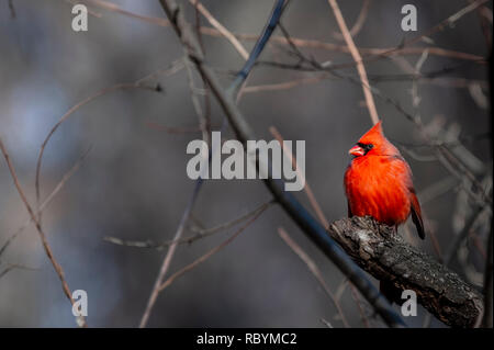 Male Cardinal (Cardinalis cardinalis) perched on a tree branch in the winter. Stock Photo