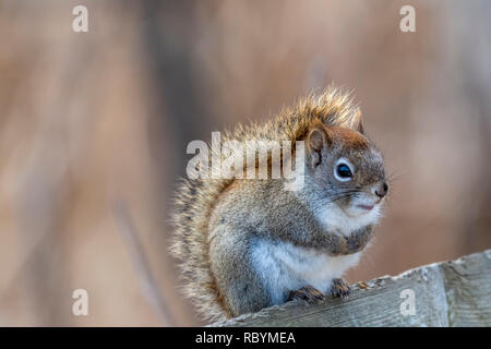 American red squirrel (Tamiasciurus hudsonicus) standing on a wooden railing in Winter. Stock Photo
