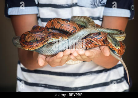 Close-up of boy's hands holding couple of brown and gray corn snakes. Young colorful reptiles became intertwined with each other and formed a snake ba Stock Photo