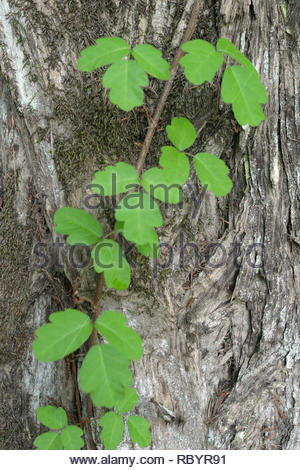 Poison Oak (Rhus diversiloba) in Santa Clara County, California Stock ...