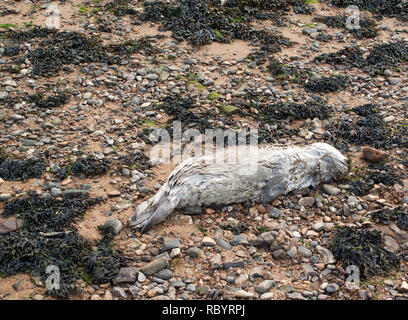 Dead Grey Seal pup washed up on a beach in Norfolk, uK Stock Photo