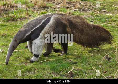 Giant anteater (Myrmecophaga tridactyla), also known as the ant bear. Stock Photo