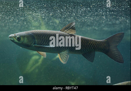 Grass carp (Ctenopharyngodon idella). Freshwater fish. Stock Photo