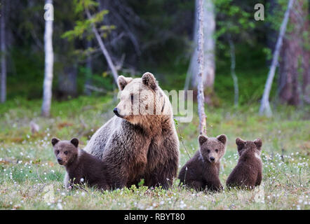 Mother brown bear protecting her three little cubs Stock Photo - Alamy