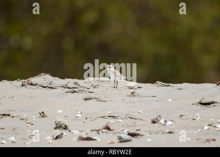 White-fronted Plover (Charadrius marginatus) Stock Photo
