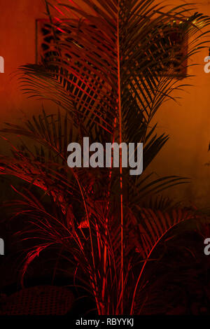 An palm tree at night illuminated by neon light Stock Photo