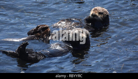 Pair of playful sea otters in Morro Bay California. Stock Photo