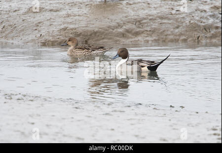 Pair of Northern pintail (Anas acuta) swimming in a mudflats stream at low tide Stock Photo