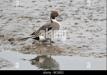 Drake or male Northern pintail (Anas acuta) on mudflats at low tide Stock Photo