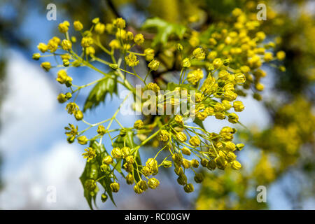 Norway Maple flowers Acer platanoides, flowers Spring blossoms in spring Stock Photo