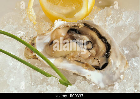 Frische Austern | Fresh Oysters Stock Photo