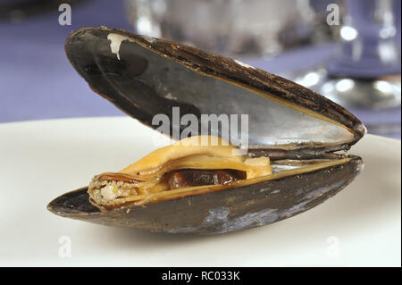 Frische Miesmuschel | Fresh mussel in a shell Stock Photo