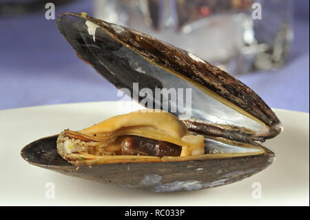 Frische Miesmuschel | Fresh mussel in a shell Stock Photo