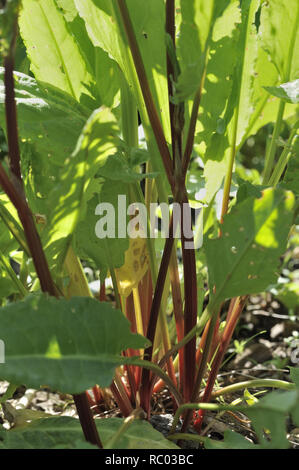 Wiesen-Sauerampfer, Rumex acetosa | Rumex acetosa, Common or Garden sorrel Stock Photo