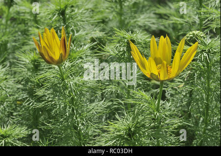 Adonisröschen, Adonis vernalis | Adonis vernalis, Yellow Pheasant's Eye or False Hellebore Stock Photo