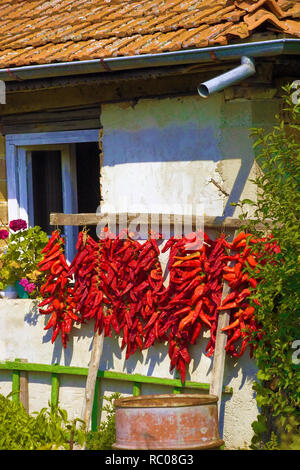 Peppers drying in the sun on a wall of a house in the outskirts of Sofia Stock Photo