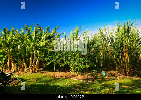 Sugar cane fields on Organic vodka distillery in Maui, Hawaiian islands. Stock Photo