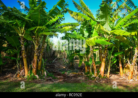 Sugar cane fields on Organic vodka distillery in Maui, Hawaiian islands. Stock Photo