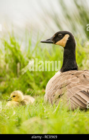 Canadian Goose adult and baby gosling close up profile view eating on grass in their environment and habitat with blur sand background Stock Photo Alamy