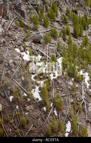 Yellowstone National Park, Wyoming, USA.  Fallen coniferous trees on a steep hillside due to an avalanche. Stock Photo