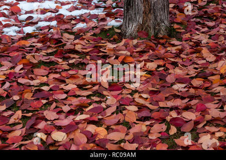 Tree with fallen red and orange leaves with green grass and a touch of snow visible on an autumn day on boulevard in Calgary, Alberta, Canada. Stock Photo
