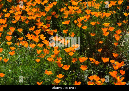 Field of California Poppies, USA Stock Photo