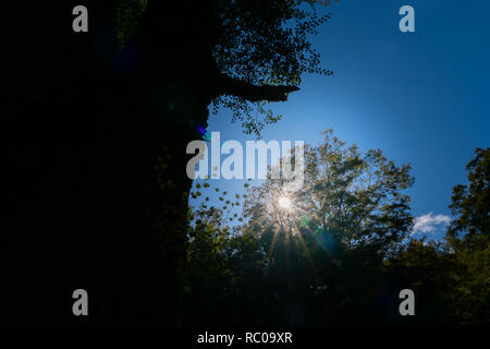 Beech tree silhouette and lens flare against dark blue sky in forest scene on Maruia Saddle Road out of Murchison, South Island New Zealand. Stock Photo