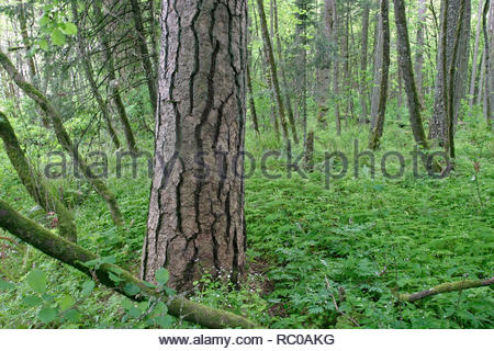 Ponderosa pine Pinus ponderosa var scopulorum forest in ...