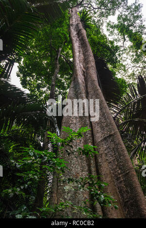 Close up view over the huge tree trunk in the lush jungle. Growth concept. Stock Photo