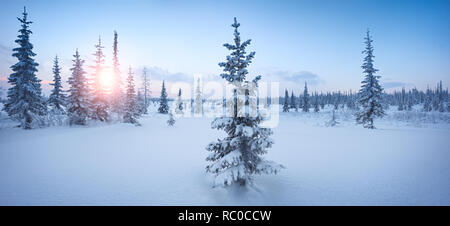 Winter forest panorama spruce hoarfrost red and blue tone dawn