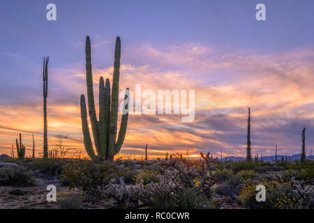 cardón cactus and Boojum trees near Cataviña in Valle de Cirios, Baja California, Mexico. Stock Photo