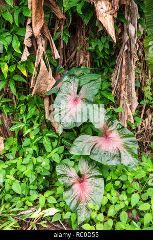 Beautiful Caladium plant (Elephant ears plant) with large leaves outdoor Stock Photo