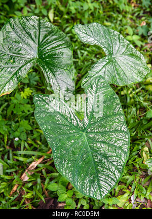 Beautiful Caladium plant with large leaves in its natural environment Stock Photo