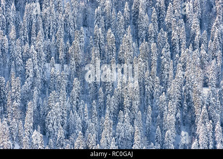 Pine forest on the mountain slope in a nature reserve Stock Photo